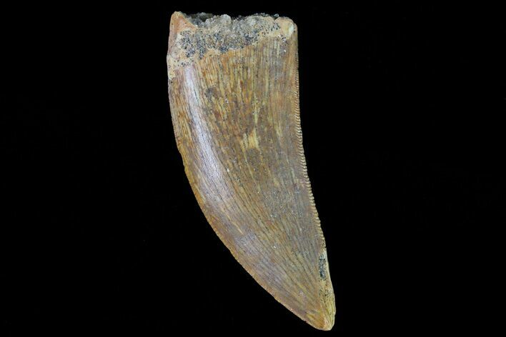 Serrated, Juvenile Carcharodontosaurus Tooth #80696